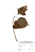 藏品(溪頭秋海棠)的圖片